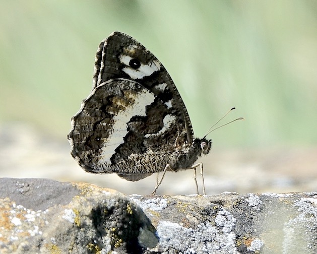 great banded grayling